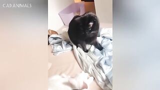 Normal Cat Behavior