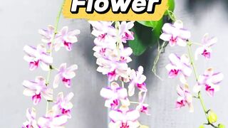 Beautiful Orchid flower