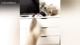 Silly Cats