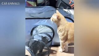 Broken Cats