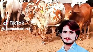Cattle form