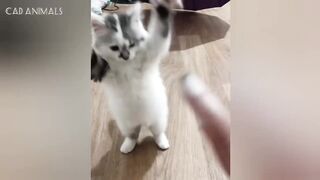 Funniest CATS of the Year Part 2
