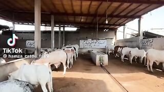Cattle form 2