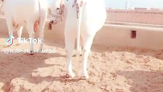 Cattle form 3