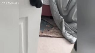 Cats Being Cats 2