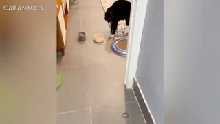 Weird Cats