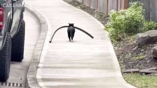 Cat Logic