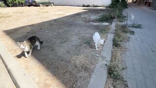 Three incredibly cute stray cats are affectionately asking for food.