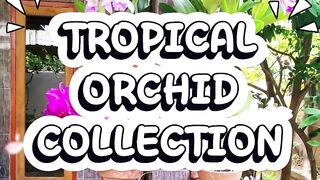 Tropical Orchid Collection