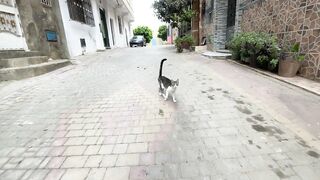 Simple steps make a big difference when feeding stray cats.