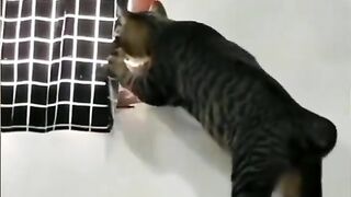 This Cat Can REALLY Dance! 😹💃🐾”