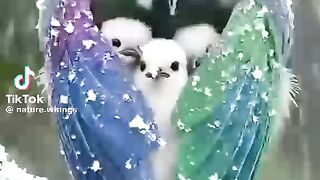 Plss guys like and subscrieb and share