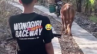 Funny video of a motorcyclist accidentally bumping into a cow.