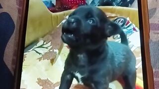 Video 716
