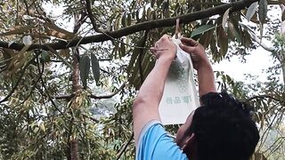 Cover the king of Durian