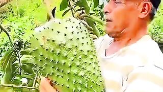 Sirsak Colombia Gede-gede