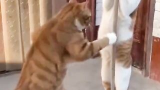 🐱 Ouch! Cat Gets Hit by His Friend 😂