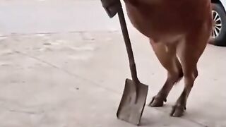 😂 When the Cat Sees the Cow Fall!