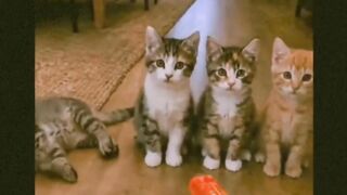 Fun cats 2