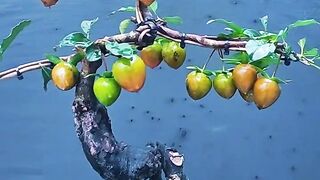 Unique Fruit Grows on Trees Near Water, a Fascinating Sight