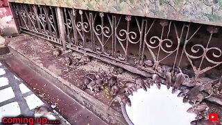 The Temple Where rats are Sacred 🇮🇳  #India