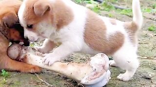 He’s tiny, but wait until you see what he’s trying to steal… 😂🐶 Don’t skip the ending