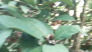 Panen kopin di kebun