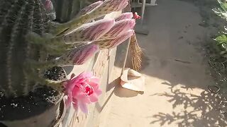 It looks like an ordinary cactus… but wait until you see its flower! 😍🌸