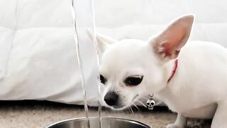 DIGUINHO 2