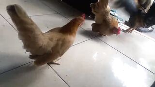 rooter and hen