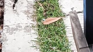 Vidio rumput