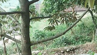 Pohon durian