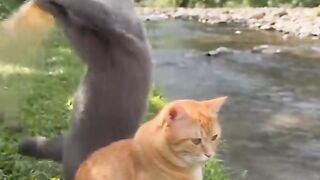 Funny Cats Go Fishing… Then Get Pinched by a Crab! 🐱🦀😂