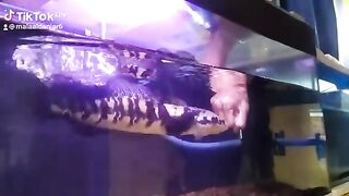Ikan Channa