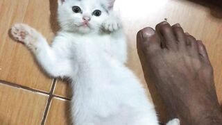 Kucing Lucu 12