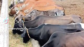 Cattle form 5