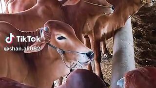 Cattle form 6