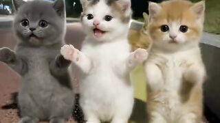 My cat dancing to this trend 😹🇺🇸