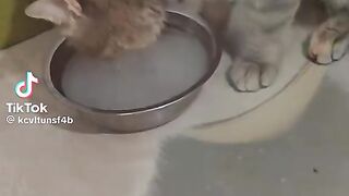 Manfaat air kering untuk kucing peliharaan