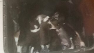Cachorrinhos famintos