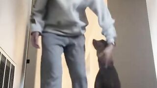 funny dog 30