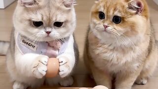 Funny Cat Copycat Moment – Egg Breaks on Forehead! 🥚🐱