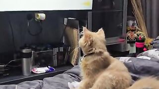 The cat is watching TV