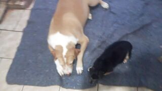 My dogs from brazil (like)