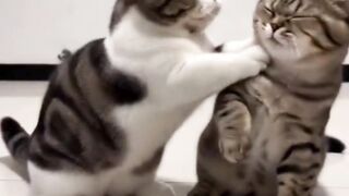 2 Cats Doing a Funny Dance & Looking Majestic 😂👑 | Must Watch!