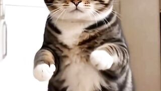 Funny cat 361