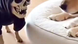 Funny animal videos 57