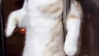 World's Angriest Cat Wakes Up on the Wrong Side of the Bed
