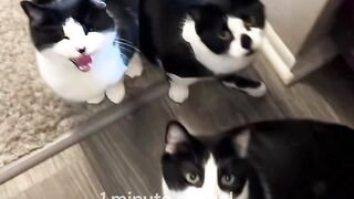 1 minuto animal - gato frajola