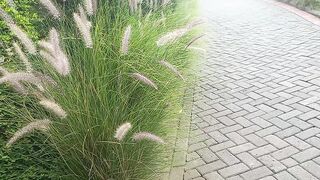 The great Flowers